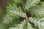 5du33629 - Erysiphe hypophylla