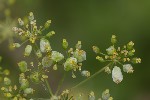 5du33642 - Kiefferia pericarpiicola