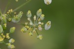 5du33645 - Kiefferia pericarpiicola