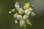 5du33653 - Kiefferia pericarpiicola