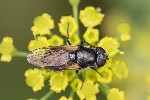 5du33662 - Cheilosia sp.
