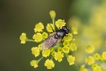 5du33664 - Cheilosia sp.