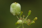5du33675 - Kiefferia pericarpiicola