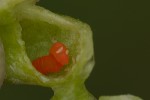 5du33682 - Kiefferia pericarpiicola