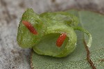 5du33714 - Kiefferia pericarpiicola