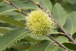 5du33725 - Castanea sativa