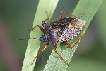 5du33730 - Pentatoma rufipes