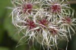 5du33750 - Clematis vitalba
