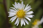 5du33765 - Symphyotrichum x salignum