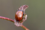 5du33770 - Chrysomela populi