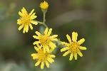 5du33794 - Jacobea erucifolia