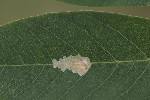 5du33818 - Parectopa robiniella