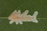 5du33822 - Parectopa robiniella