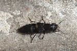 5du33834 - Ocypus olens