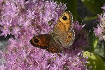 5du33857 - Lasiommata maera