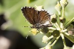 5du33865 - Cacyreus marshalli