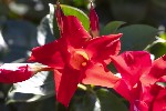 5du33885 - Mandevilla sanderi