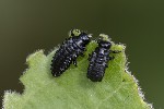 5du33892 - Chrysomelini