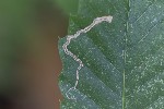 5du33905 - Stigmella samiatella