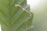 5du33910 - Stigmella samiatella