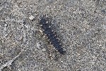 5du33959 - Lampyris noctiluca