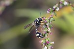 5du34030 - Eumenes sp.