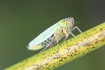 5du34083 - Cicadella viridis