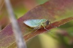 5du34091 - Cicadella viridis