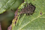 5du34106 - Coreus marginatus