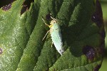 5du34132 - Cicadella viridis