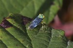 5du34165 - Cicadella viridis