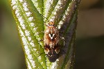 5du34215 - Lygus pratensis