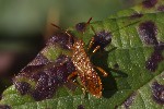 5du34246 - Rhopalus maculatus