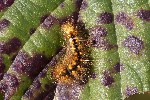 5du34276 - Acronicta auricoma