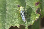 5du34282 - Cicadella viridis