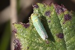 5du34308 - Cicadella viridis