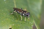 5du34320 - Xylota segnis