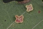 5du34350 - Neuroterus albipes