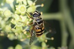 5du34431 - Myathropa florea