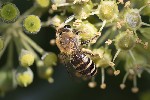 5du34529 - Colletes hederae