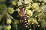 5du34531 - Colletes hederae