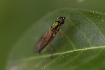 5du34571 - Sargus bipunctatus