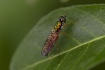 5du34590 - Sargus bipunctatus