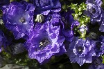 5du34602 - Campanula carpatica