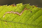 5du34607 - Stigmella samiatella