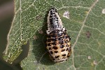 5du34615 - Chrysomela sp.