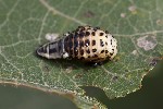 5du34622 - Chrysomela sp.