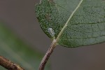 5du34645 - Phyllocnistis ramulicola