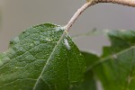 5du34659 - Phyllocnistis ramulicola
