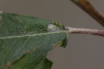 5du34684 - Phyllocnistis ramulicola